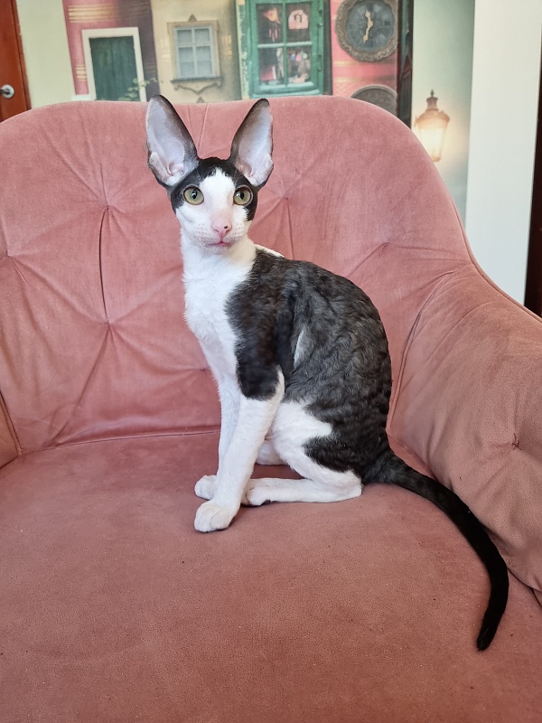 E-Alesha Popovich Elemani Dream - Kitten cornish rex 3 months 0.5 weeks