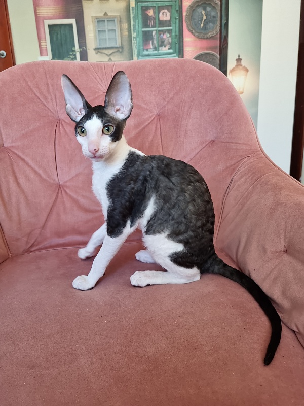 E-Alesha Popovich Elemani Dream - Kitten cornish rex 3 months 0.5 weeks
