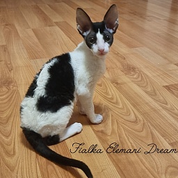 Fialka Elemani Dream