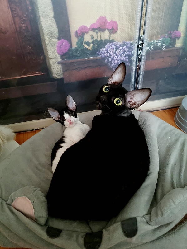 Fialka Elemani Dream - Kitten cornish rex 2 months