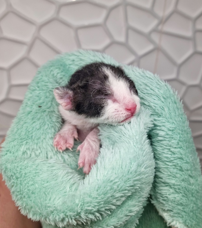 Fialka Elemani Dream - Kitten cornish rex