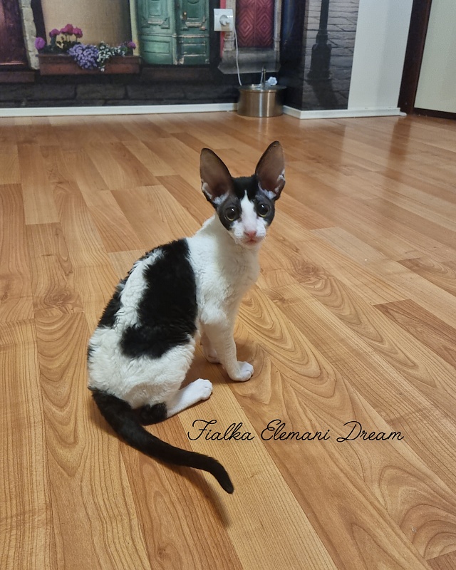 Fialka Elemani Dream - Kitten cornish rex 3 months 0.5 weeks