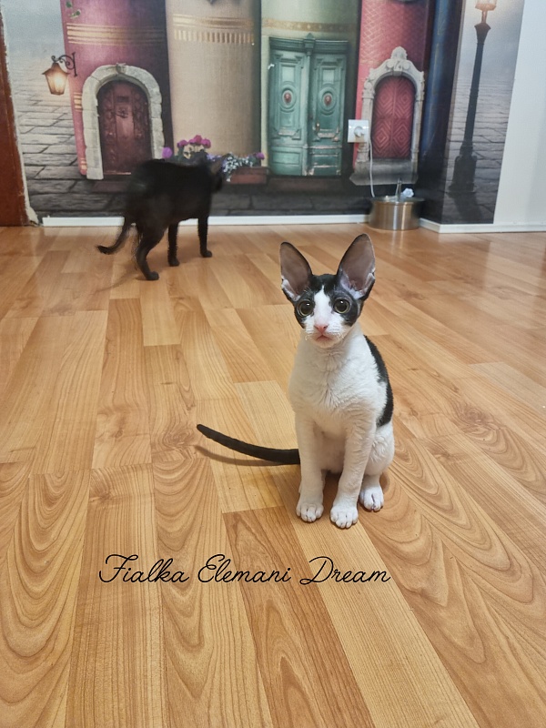 Fialka Elemani Dream - Kitten cornish rex 3 months 0.5 weeks