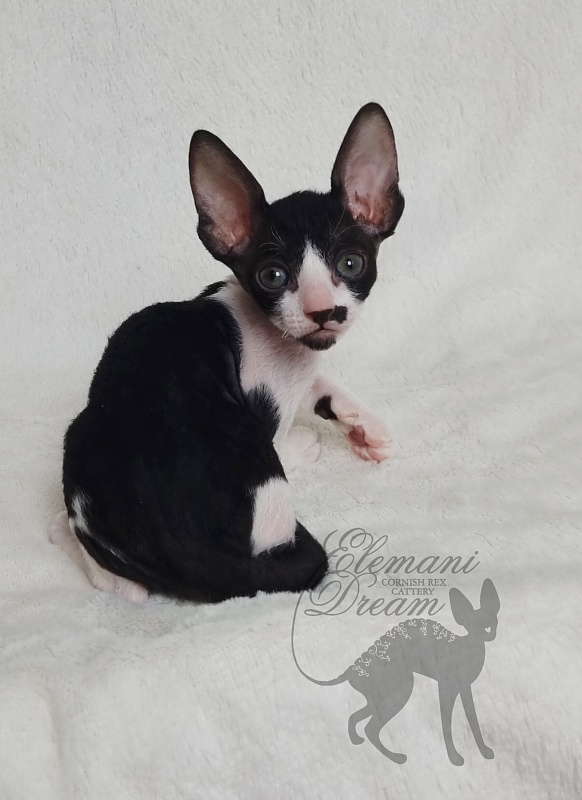 Gerda Elemani Dream - Kitten cornish rex 1 month 1 week