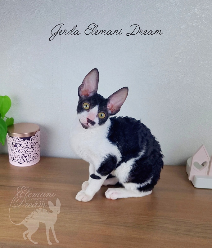 Gerda Elemani Dream - Kitten cornish rex 3 months