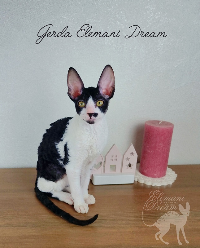Gerda Elemani Dream - Kitten cornish rex 3 months