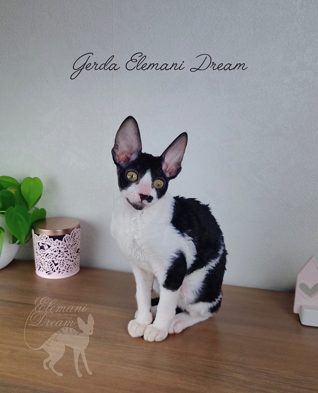 Gerda Elemani Dream - Kitten cornish rex 3 months
