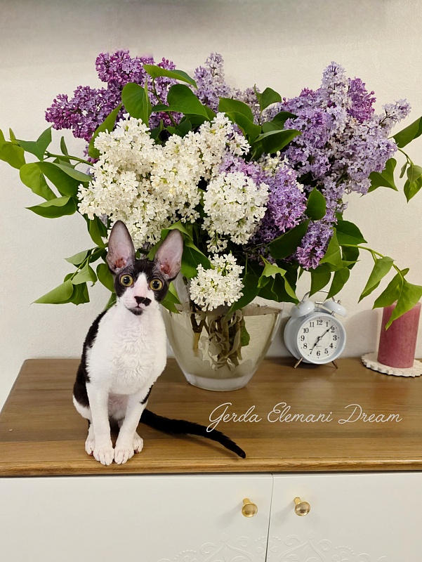 Gerda Elemani Dream - Kitten cornish rex 4 months 2 weeks