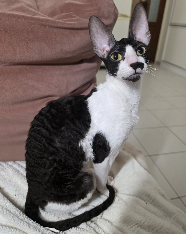Gerda Elemani Dream - Junior cornish rex 7 months 1 week
