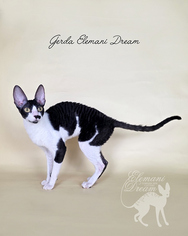 Gerda Elemani Dream - Adult cornish rex 10 months