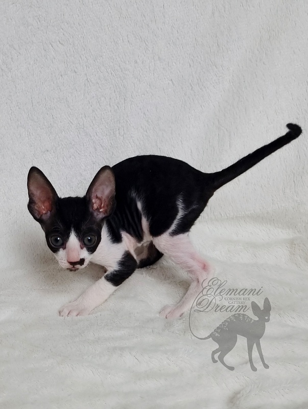 Gerda Elemani Dream - Kitten cornish rex 1 month 1 week
