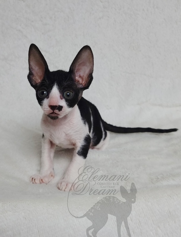 Gerda Elemani Dream - Kitten cornish rex 1 month 1 week