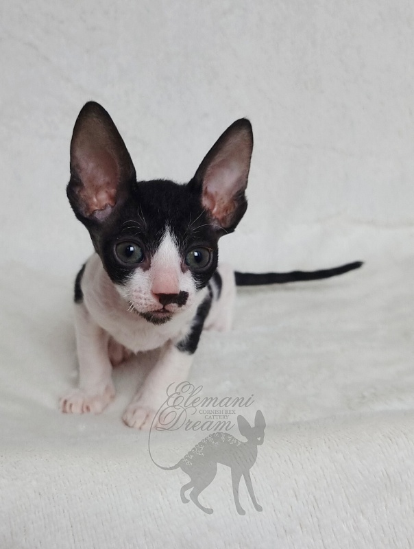 Gerda Elemani Dream - Kitten cornish rex 1 month 1 week