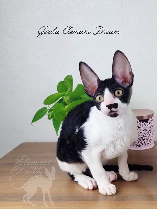 Gerda Elemani Dream - Kitten cornish rex 3 months