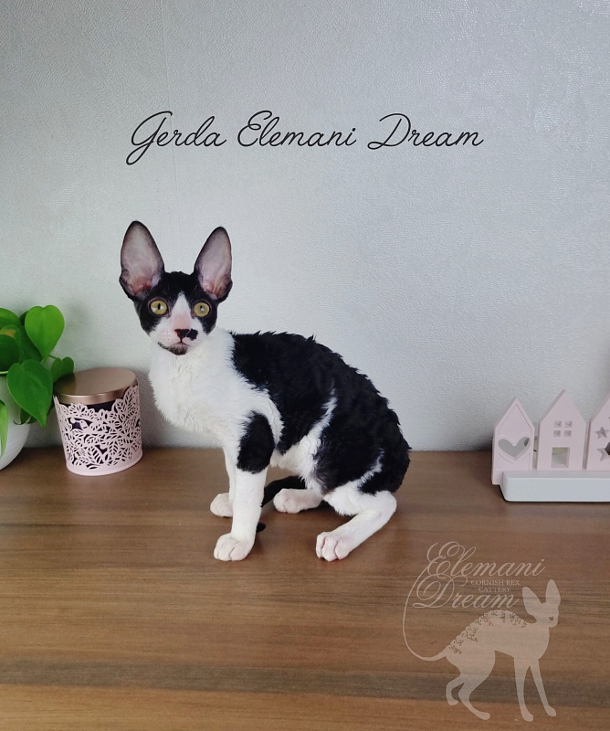 Gerda Elemani Dream - Kitten cornish rex 3 months