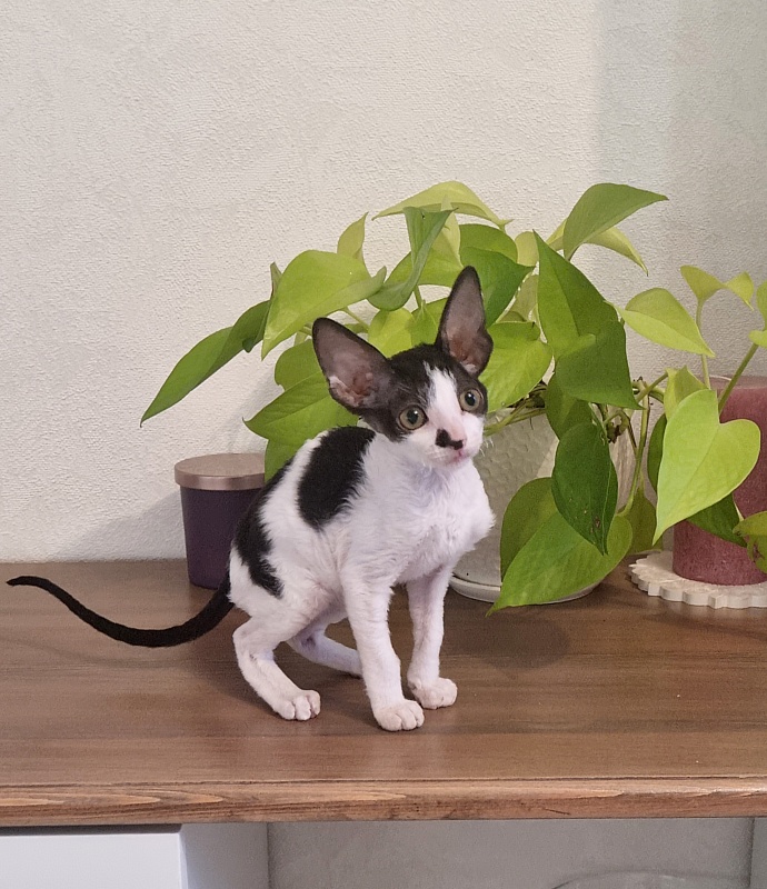 Grafinya Vishenka Elemani Dream - Kitten cornish rex 2 months 1 week