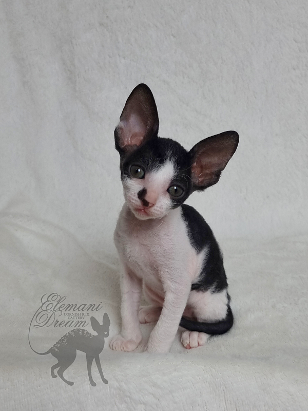 Grafinya Vishenka Elemani Dream - Kitten cornish rex 1 month 1 week