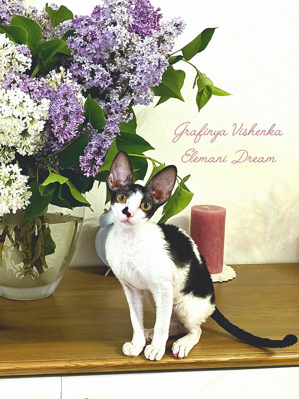 Grafinya Vishenka Elemani Dream - Kitten cornish rex 4 months 2 weeks