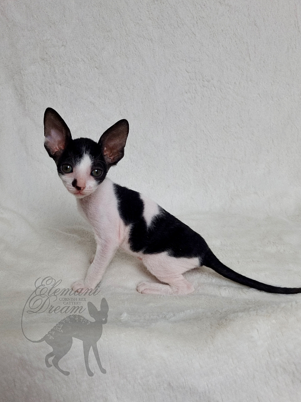 Grafinya Vishenka Elemani Dream - Kitten cornish rex 1 month 1 week