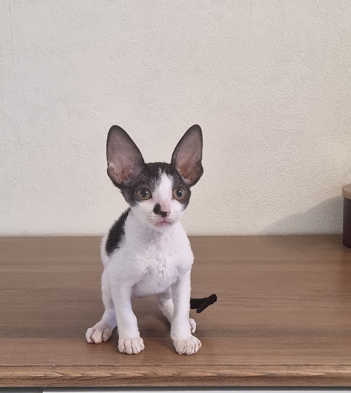 Grafinya Vishenka Elemani Dream - Kitten cornish rex 2 months 1 week