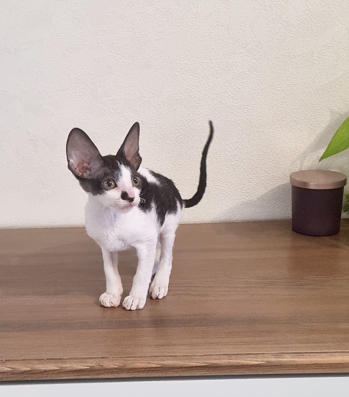 Grafinya Vishenka Elemani Dream - Kitten cornish rex 2 months 1 week