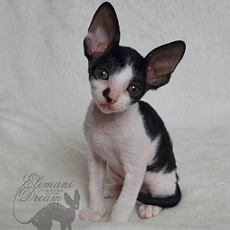 Grafinya Vishenka Elemani Dream