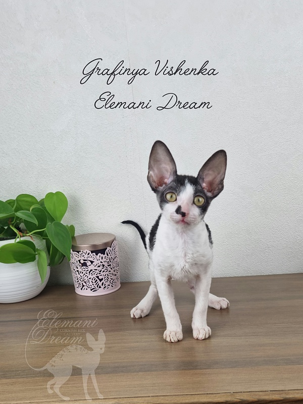 Grafinya Vishenka Elemani Dream - Kitten cornish rex 3 months
