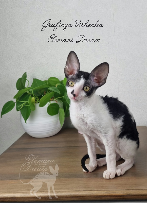 Grafinya Vishenka Elemani Dream - Kitten cornish rex 3 months