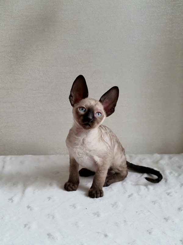 Gretel Elemani Dream - Kitten cornish rex 1 month 2.5 weeks