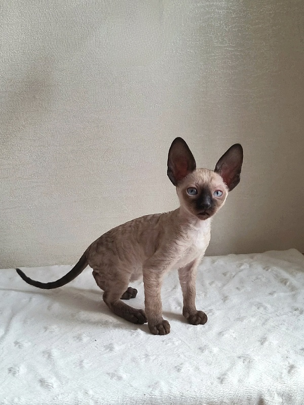 Gretel Elemani Dream - Kitten cornish rex 1 month 2.5 weeks
