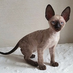 Gretel Elemani Dream