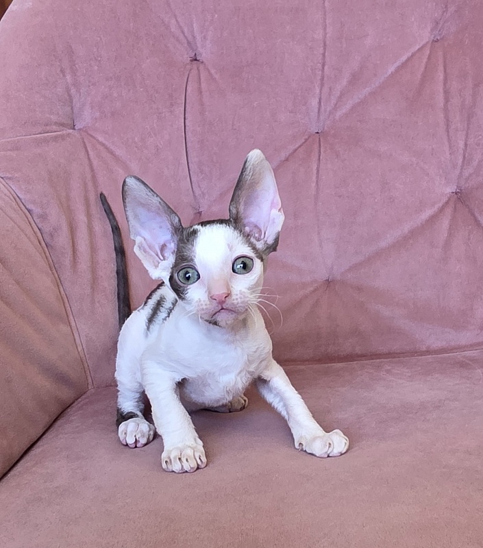 Hello Kitty Elemani Dream - Kitten cornish rex 1 month 2 weeks