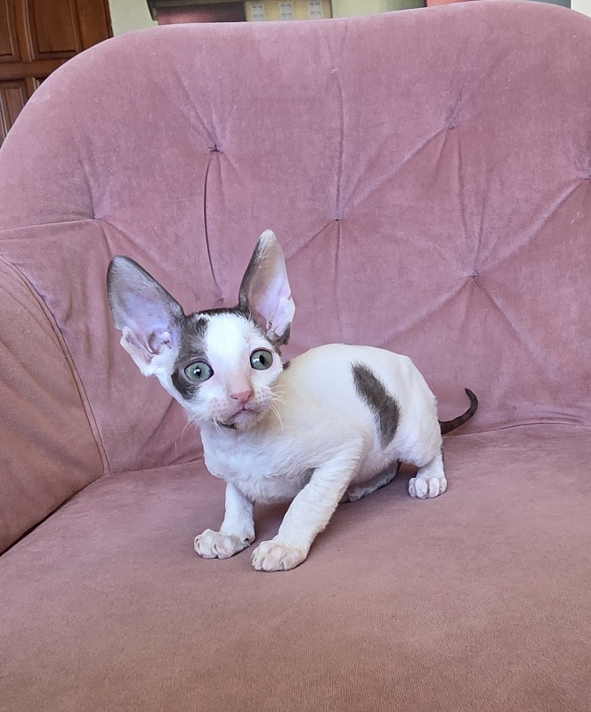Hello Kitty Elemani Dream - Kitten cornish rex 1 month 2 weeks