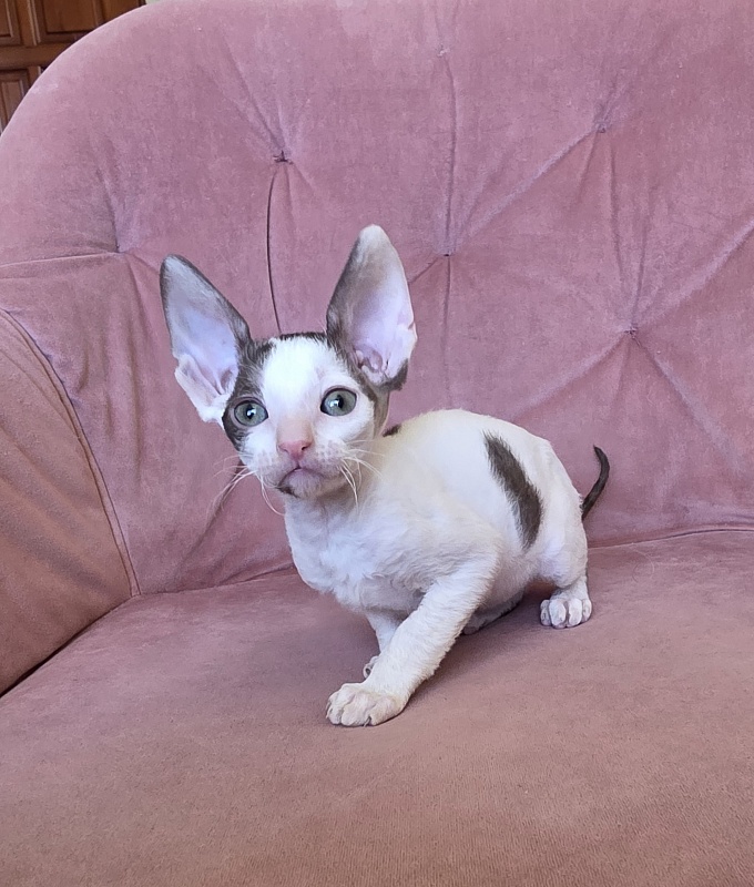 Hello Kitty Elemani Dream - Kitten cornish rex 1 month 2 weeks