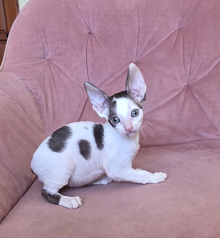Hello Kitty Elemani Dream - Kitten cornish rex 1 month 2 weeks