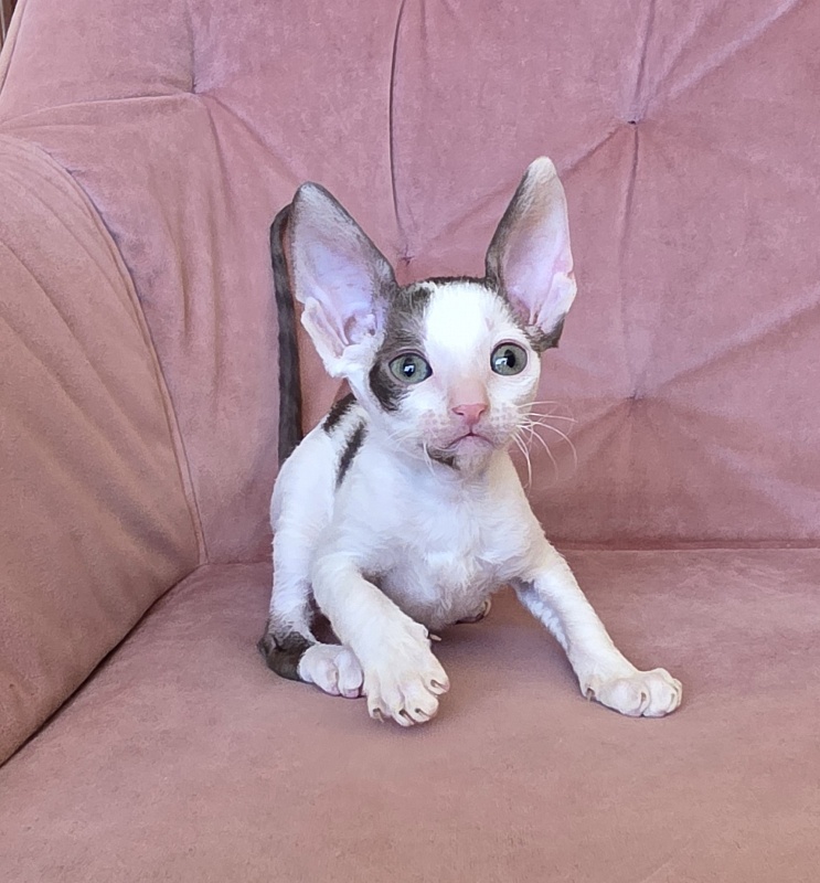 Hello Kitty Elemani Dream - Kitten cornish rex 1 month 2 weeks