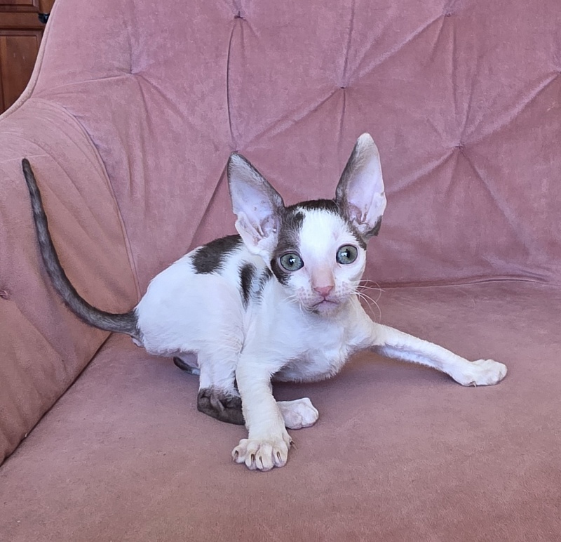 Hello Kitty Elemani Dream - Kitten cornish rex 1 month 2 weeks