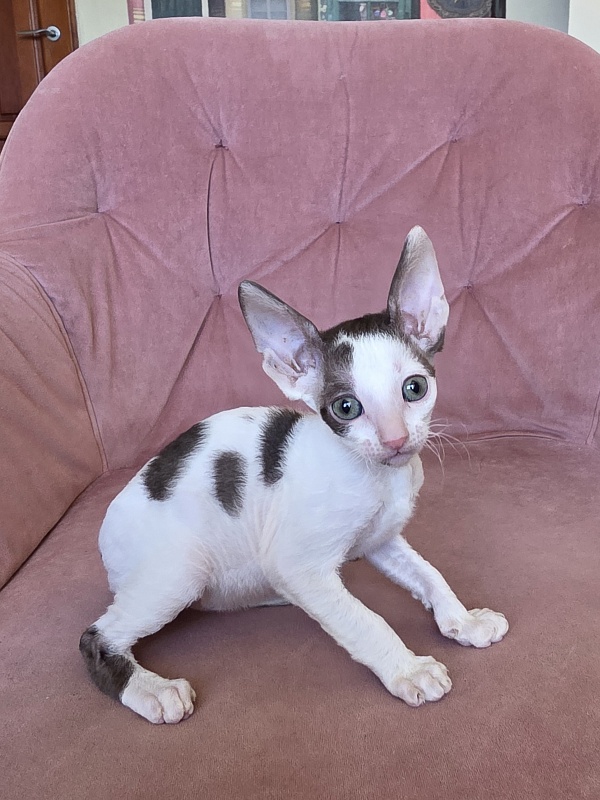 Hello Kitty Elemani Dream - Kitten cornish rex 1 month 2 weeks
