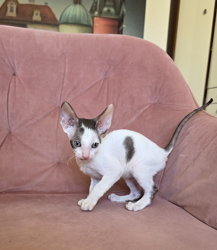 Hello Kitty Elemani Dream - Kitten cornish rex 1 month 2 weeks