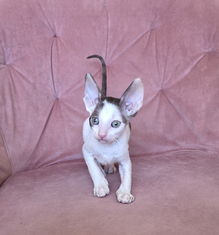 Hello Kitty Elemani Dream - Kitten cornish rex 1 month 2 weeks