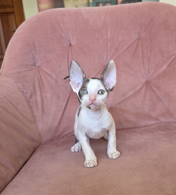 Hello Kitty Elemani Dream - Kitten cornish rex 1 month 2 weeks