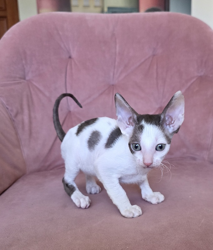 Hello Kitty Elemani Dream - Kitten cornish rex 1 month 2 weeks