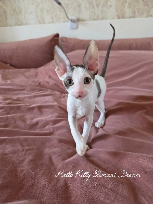 Hello Kitty Elemani Dream - Kitten cornish rex 2 months 0.5 weeks