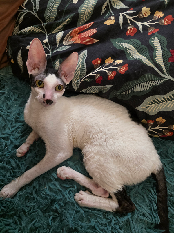 Hyacinth Elemani Dream - Kitten cornish rex 6 months 2 weeks