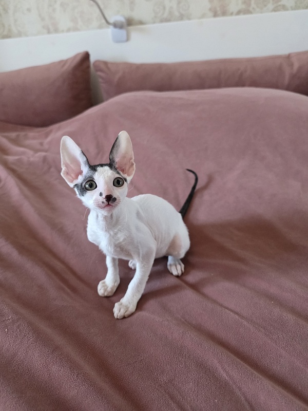 Hyacinth Elemani Dream - Kitten cornish rex 2 months 0.5 weeks