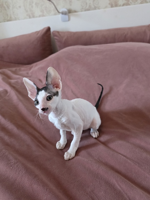 Hyacinth Elemani Dream - Kitten cornish rex 2 months 0.5 weeks