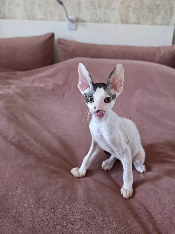 Hyacinth Elemani Dream - Kitten cornish rex 2 months 0.5 weeks