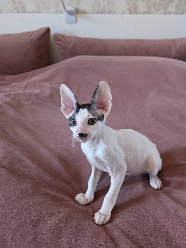 Hyacinth Elemani Dream - Kitten cornish rex 2 months 0.5 weeks