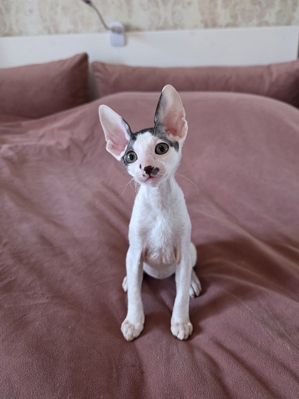 Hyacinth Elemani Dream - Kitten cornish rex 2 months 0.5 weeks