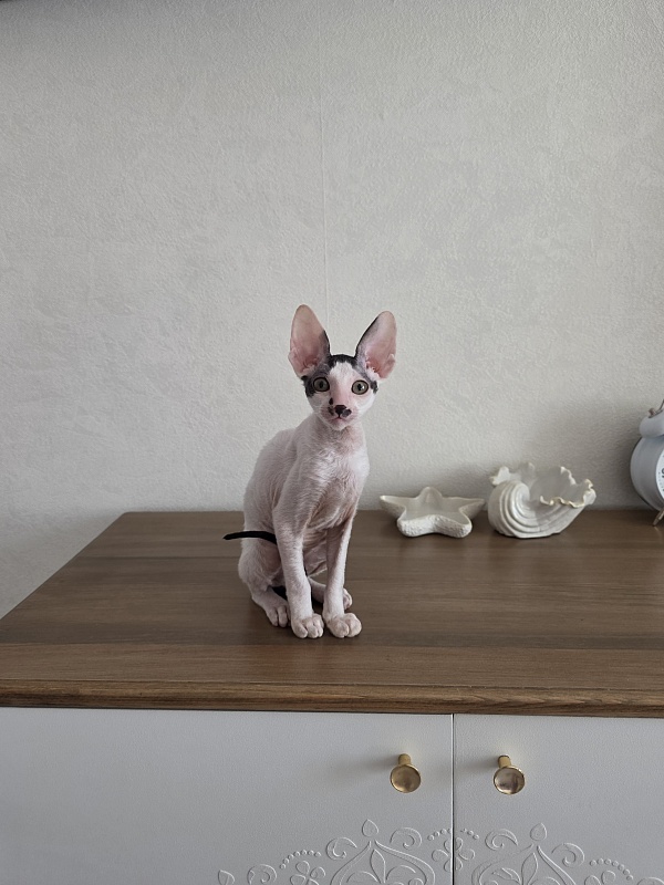Hyacinth Elemani Dream - Kitten cornish rex 3 months